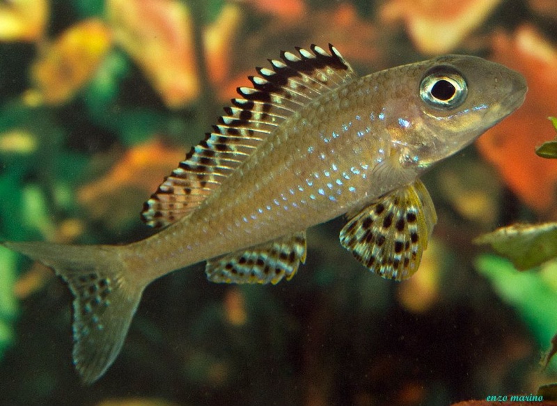Xenotilapia papilio 'Tembwe (Deux)'